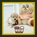 퍼피댕 강아지분양 안심분양소 광명점 말티푸 미니비숑 토이푸들 이미지