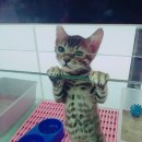 착한애견분양(원주점) 이미지