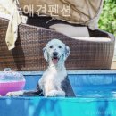 파트라슈 애견 펜션 이미지