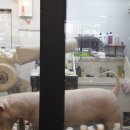 밀크숑 애견샵 이미지