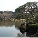 [일본유학]일본여행정보 - 2009년 벚꽃명소,벚꽃축제~간토 지역~ 이미지