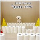 진애견 이미지