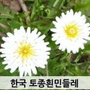 일편단심 민들레 ~~ 이미지