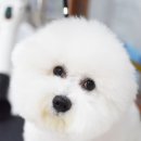 루이 펫 살롱 이미지