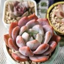 먼로농장 이미지