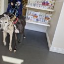 세인트동물병원 | 런던 이민자 일상, 일자리가 안구해져요. 다시 제로부터 🥲