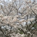 증심사뚱돼지숯불갈비 이미지