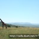 세렝게티 이미지