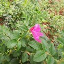 해금펜션 이미지