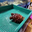 노량진수산시장 맛집 전라상회 특수부위 스페셜 회 충남꽃게 청해진 내돈내산 후기