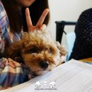 다미민박 네이버블로그