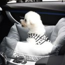 펫드라이브 이미지