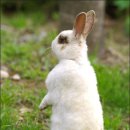 토끼분식 이미지