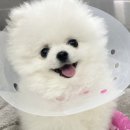 오 동물병원 이미지