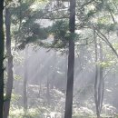 남해편백자연휴양림 이미지