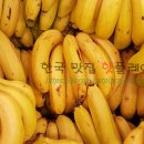 새참농장 티스토리