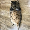 인산정형외과의원 | 오십견 원인 증상. 치료방법.광양 탑정형외과 후기.