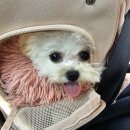 까까보개 이미지