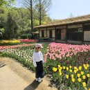 자연생태공원 수목원 야외2 | 부천 튤립축체 실시간개화 부천자연생태공원 튤립 만개한 아름다운 수목원 산책하세요