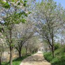 수원팔색길 매실길 이미지