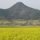 정남진 장흥군 회진면 선학동마을 유채꽃축제 이미지