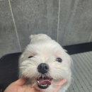 로이네 애견호텔 이미지