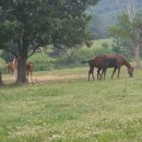 유정목장 이미지