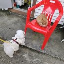 퍼니멍멍 갤럭시하우스점 이미지