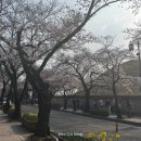 황금맷돌 울산월드 | 경주 벚꽃 경주여행 가볼만한 곳