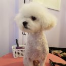 까르르멍멍 이미지