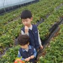 욱이네 농장 | [체험놀이 - in 고령] 욱이네 딸기체험농장 - 블로그평가가 좋은 고령딸기체험 후기