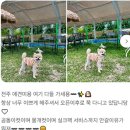 초롱이 애견 미용샵 이미지