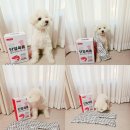 강아지 단일육류사료 알러지케어 사료 후기 (강아지 알러지증상)