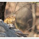 아기다람쥐 이미지