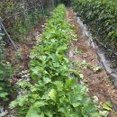 ·마늘 양파 김치 만들기 와 구룡포에서 포항스카이 워크까지 이미지