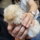 도그마루 노원점 이미지