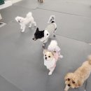 에덴 애견 유치원 호텔 이미지