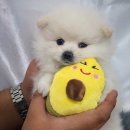 댕댕 일번가 이미지