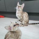 MJ캐터리 이미지