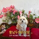 두꺼비식당 | 경주 애견동반 식당 황리단길 황남두꺼비 실내동반 후기