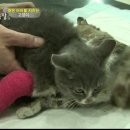 낭만고양이 이미지