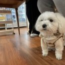 정성잇개 이미지