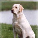 Labrador retrievers 래브라도 리트리버 이미지