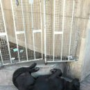 개팔자 상팔자 이미지