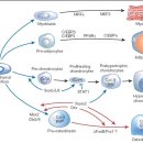 Low-intensity pulsed ultrasound for bone healing. 골절의 빠른 재생을 위한 초음파 자극의 조건. 정리끝 이미지