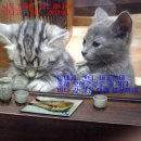 파트라슈 - 구리시 갈매순환로204번길 15-10 | 파트라슈