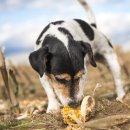 옥수수 동물병원 이미지
