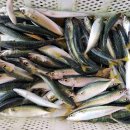 아쿠아 좌대낚시터 이미지