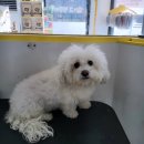 허그멍뭉이# 이미지