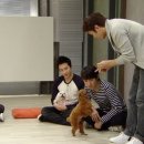 전원애견 이미지